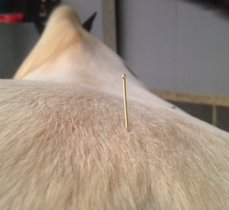 acupuncture cheval